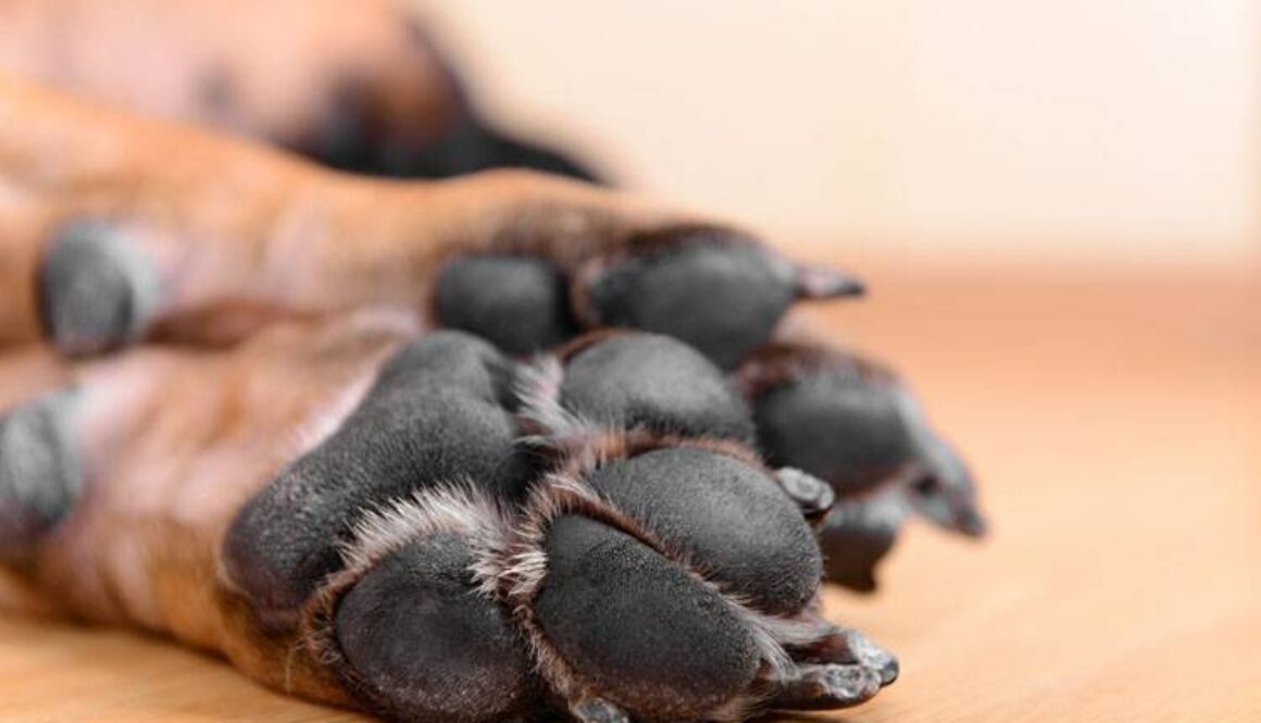 How to Trim Overgrown Dog Nails