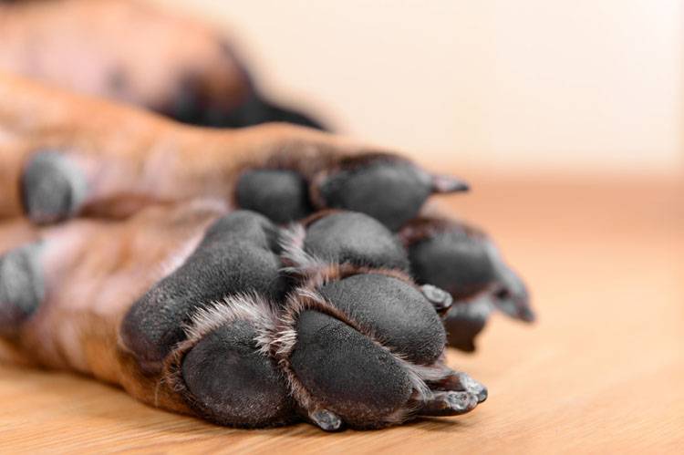 How to Trim Overgrown Dog Nails