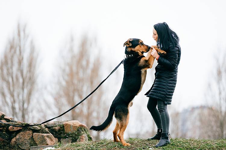 Does Ignoring Bad Dog Behavior Work?