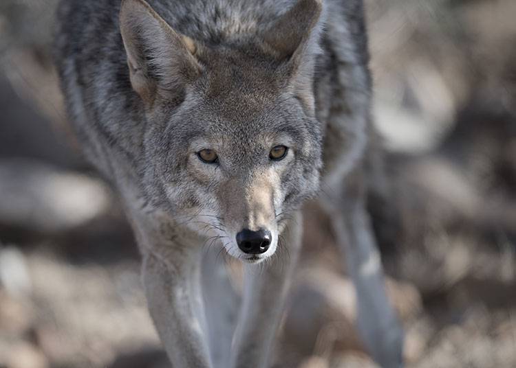 How to Protect Your Dog From Coyotes