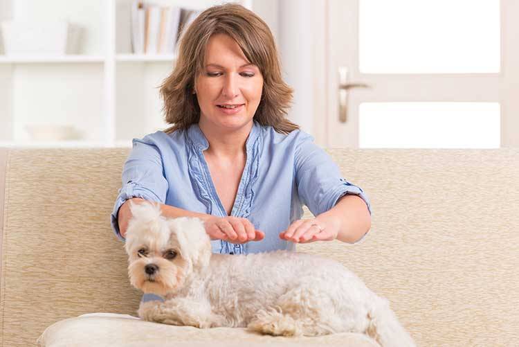 Reiki for Dogs