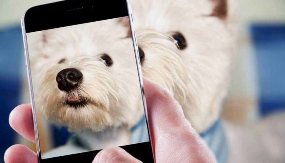Take Photos of Your Dog With These 4 Tips