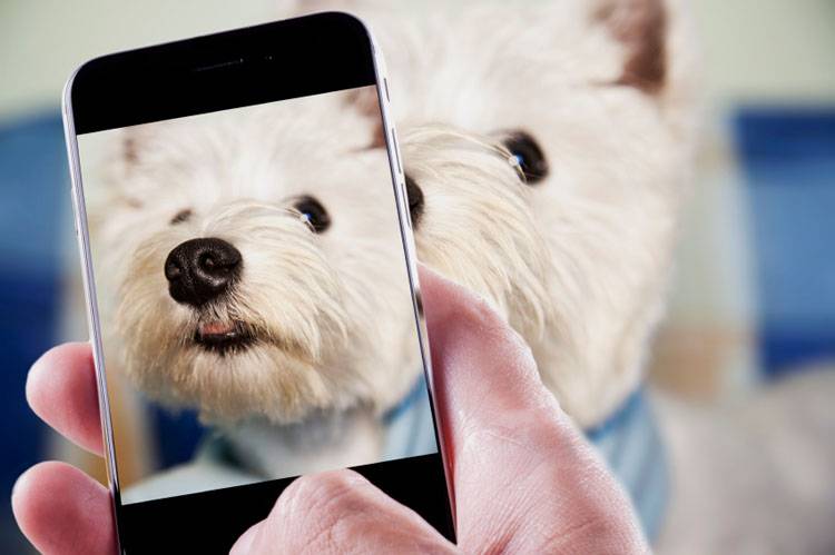 Take Photos of Your Dog With These 4 Tips