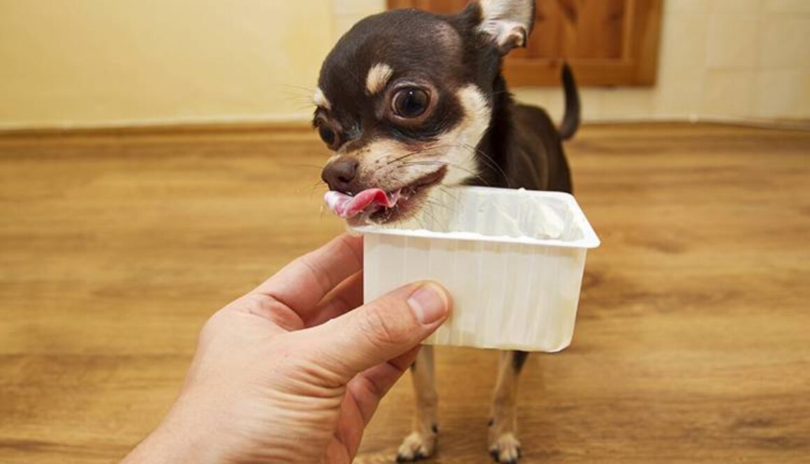 Taking Your Dog to the Vet? Try This Tip!