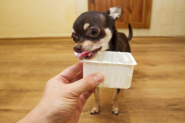 Taking Your Dog to the Vet? Try This Tip!