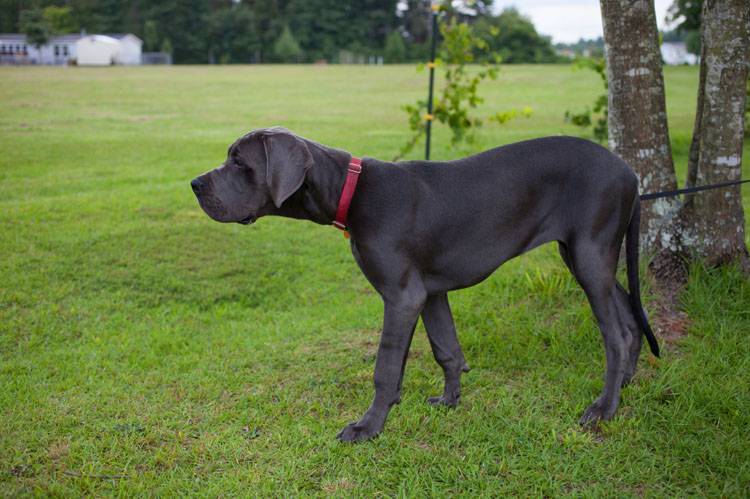 Can Dogs Break Their Tails?