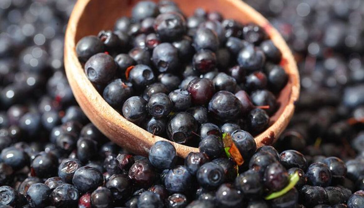 Why All Dogs Should Eat Wild Blueberries