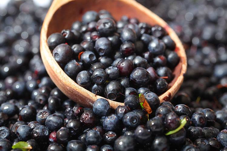 Why All Dogs Should Eat Wild Blueberries