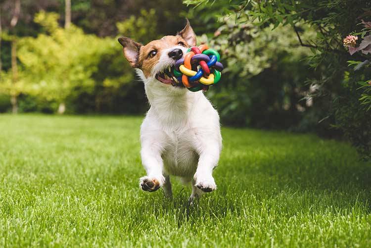 Choice Dog Training: Easiest Way to Train a Dog
