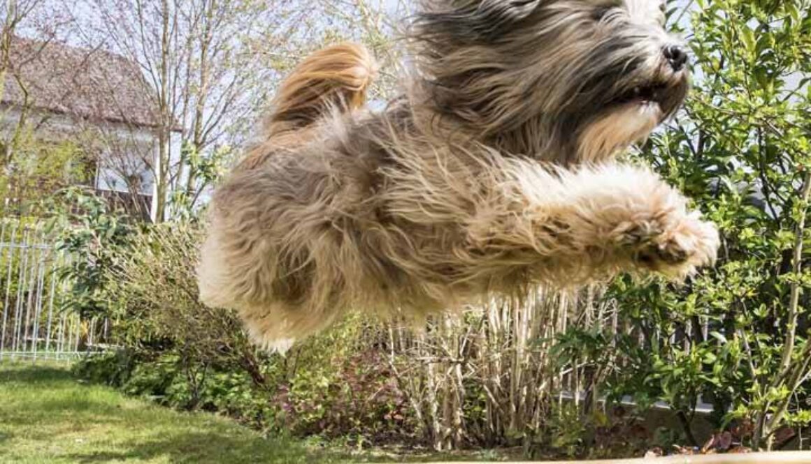 Flying Tibetan Terrier Dog