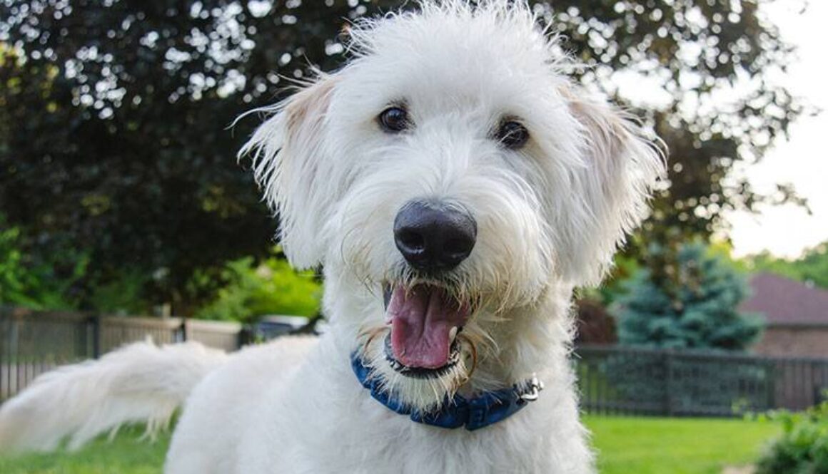 Your Guide to Dog-Friendly Landscaping