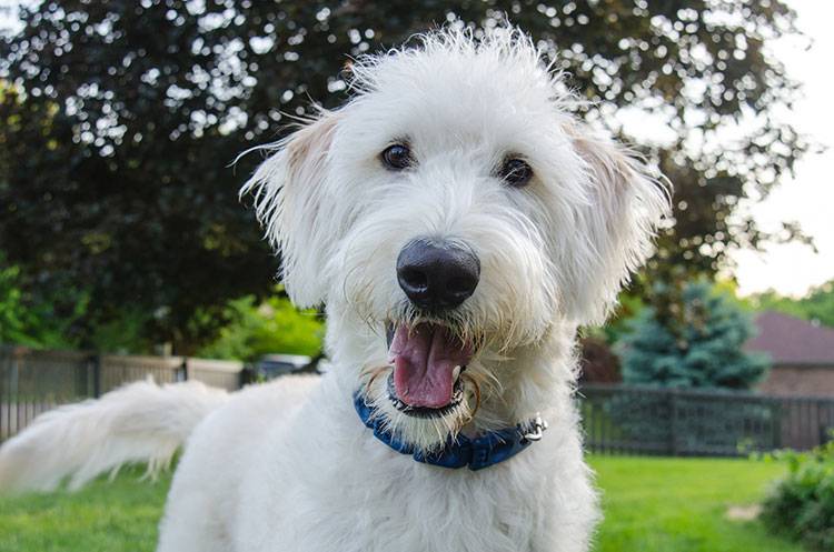 Your Guide to Dog-Friendly Landscaping