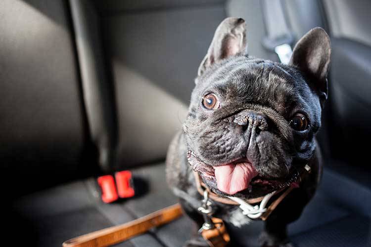 Help! My Dog Hates Riding In The Car