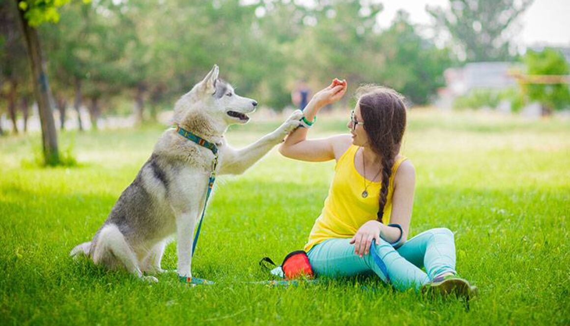mixed breed dog gives a woman the paw siberian husky