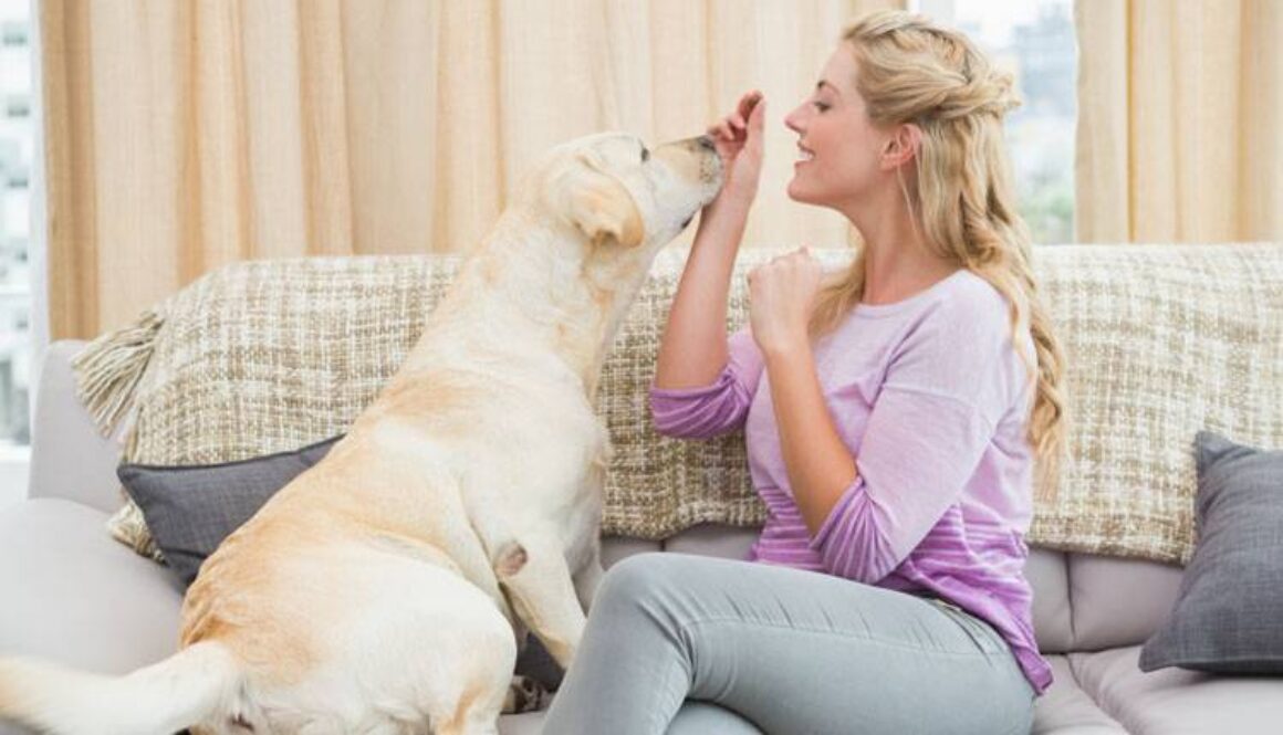 Find a Dog Sitter Tips