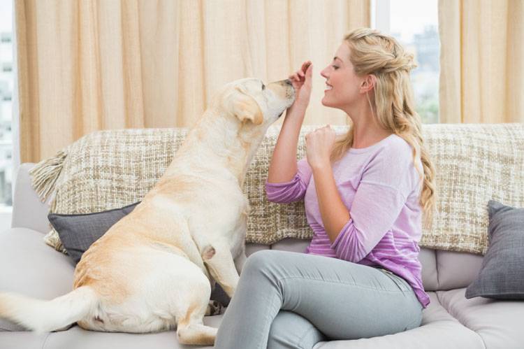 Find a Dog Sitter Tips