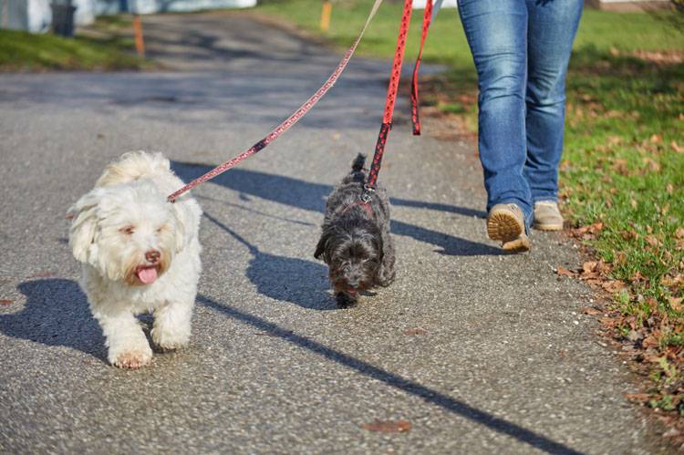 How to Protect Dog Paws From Heat