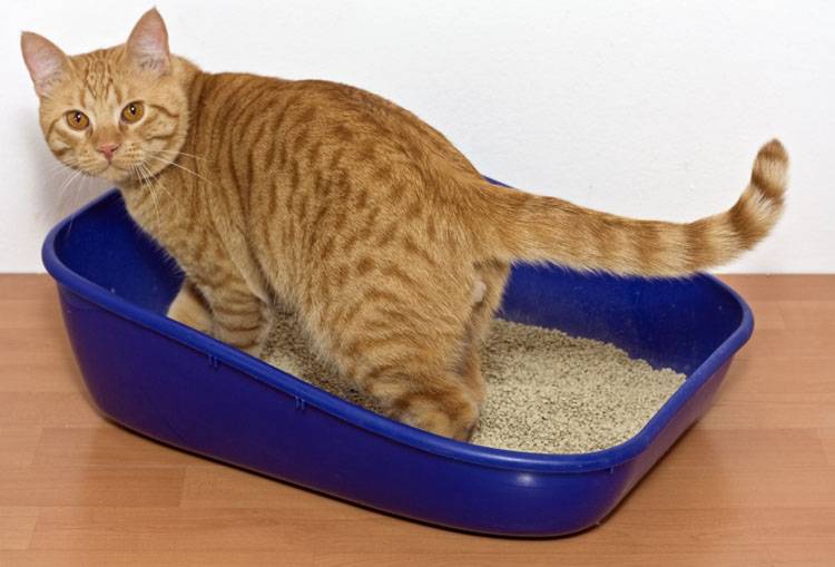 How to Stop Your Dog From Eating Cat Poop