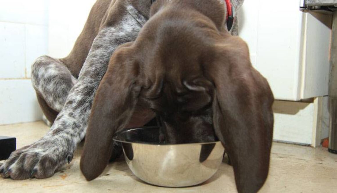 How to Stop a Dog From Eating Too Fast