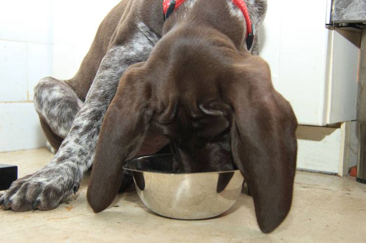 How to Stop a Dog From Eating Too Fast