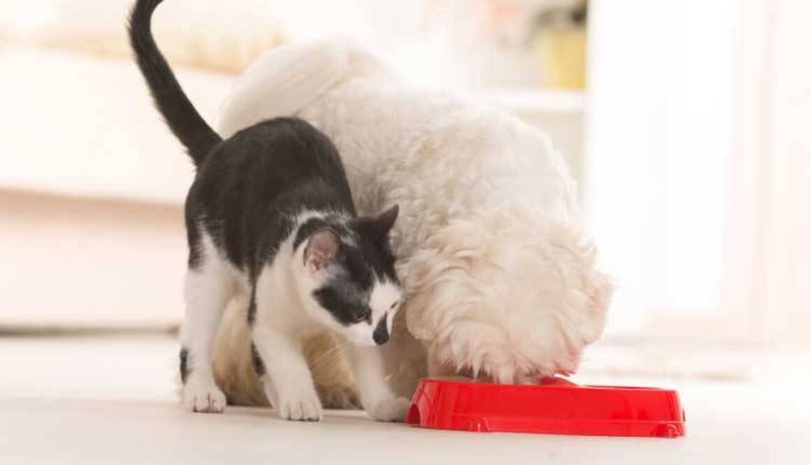 Stop Your Dog From Eating Cat Food