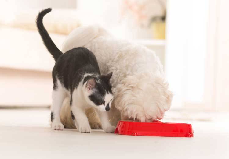 Stop Your Dog From Eating Cat Food