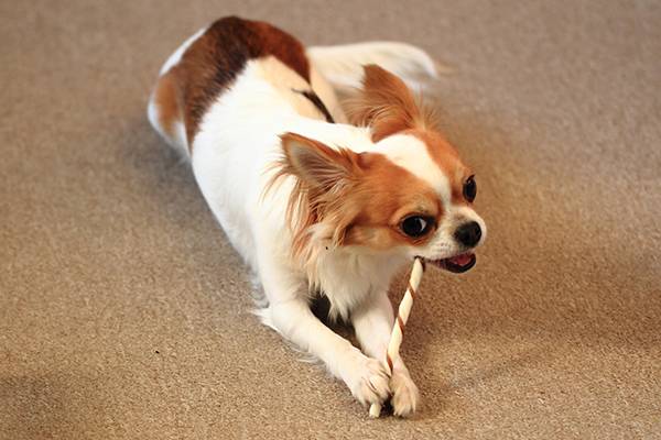 small chihuahua is eating dog snack