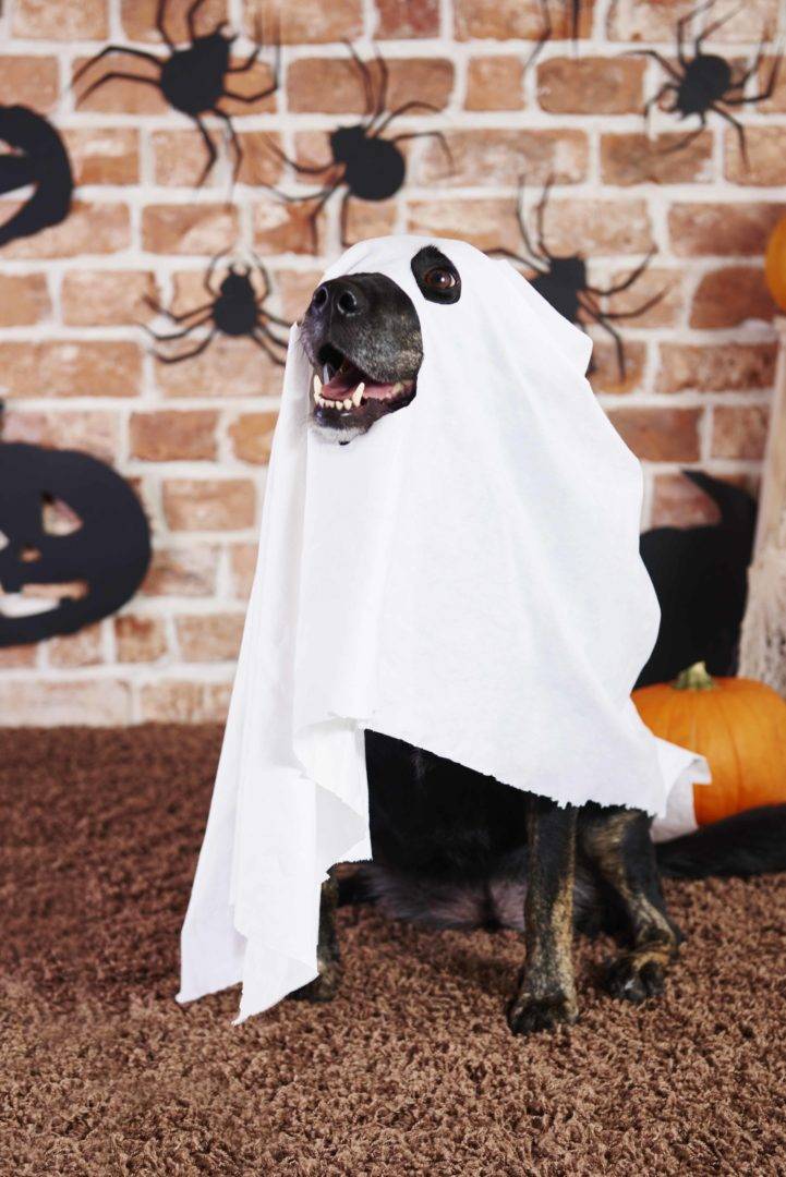 Spooky dog in ghost costume
