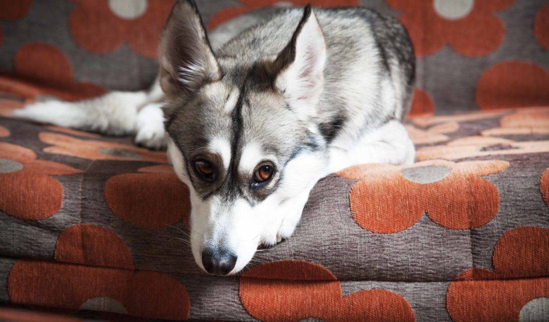 Boarding-or-Pet-Sitter