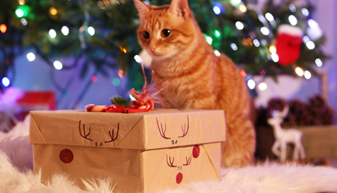 Red cat with Christmas gift