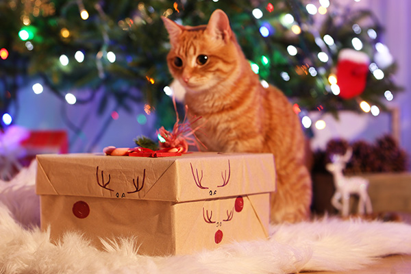 Red cat with Christmas gift