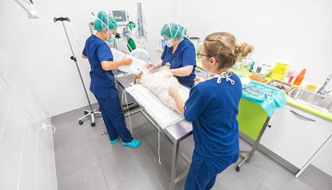 Wide angle view of veterinary team in operating room