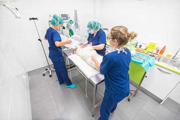 Wide angle view of veterinary team in operating room