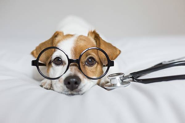 Portrait of a cute young small dog sitting on bed. Wearing steth