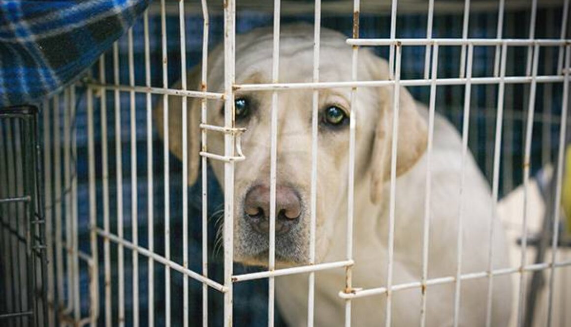 portrait of a sad dog labrador in an iron cage