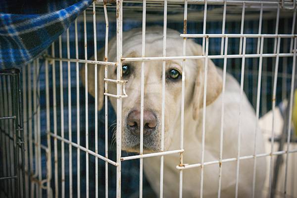 portrait of a sad dog labrador in an iron cage