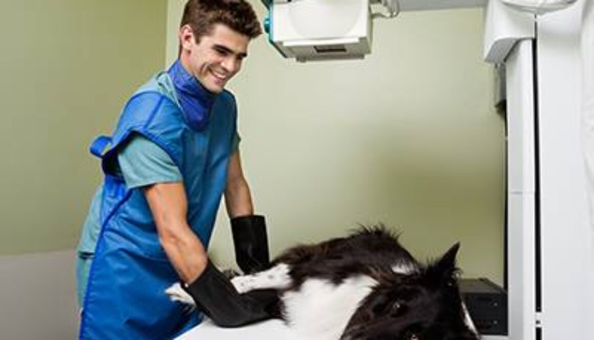 X-ray of Dog at Vet Clinic