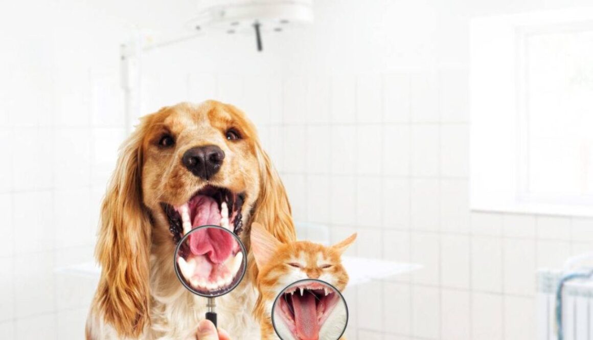 vet looks dog and kitten teeth, a magnifying glass