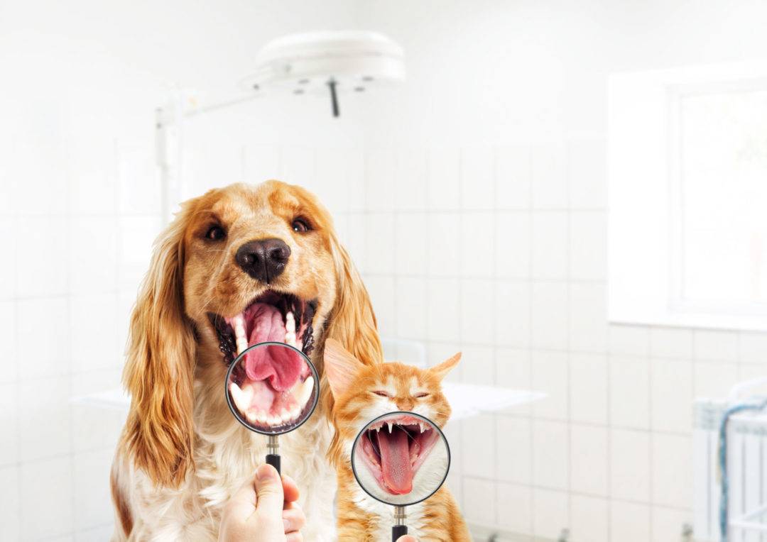 vet looks dog and kitten teeth, a magnifying glass