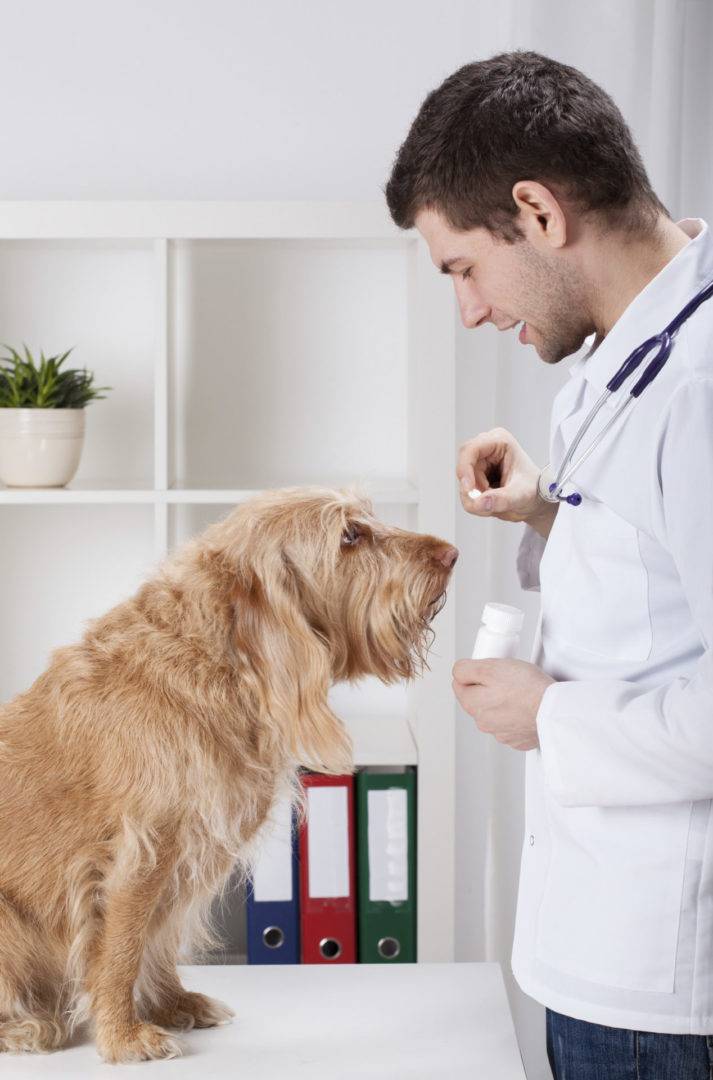 How to give a dog a pill.