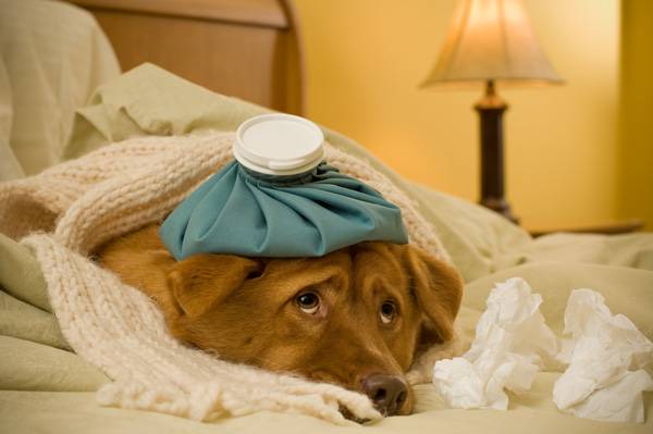 Sick-Dog-with-Icepack