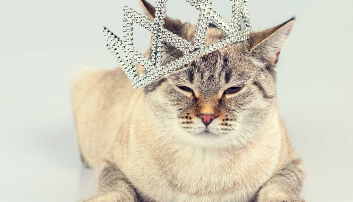 catcrown