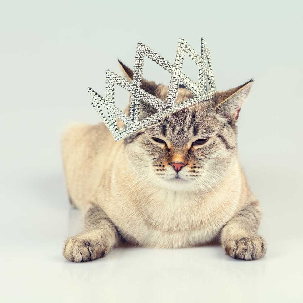 catcrown