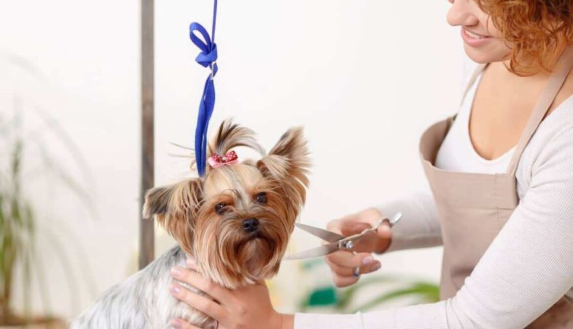 Cage free dog grooming