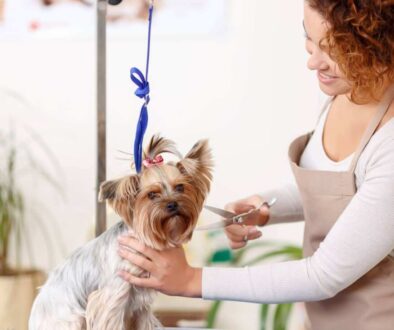Cage free dog grooming