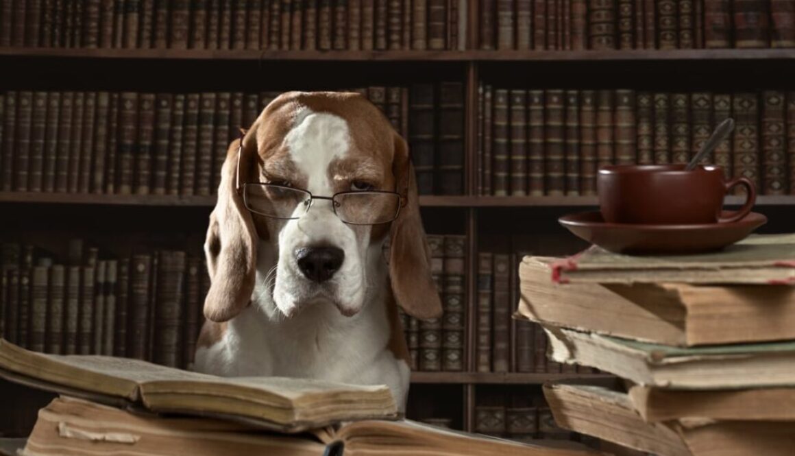 Online dog training near you