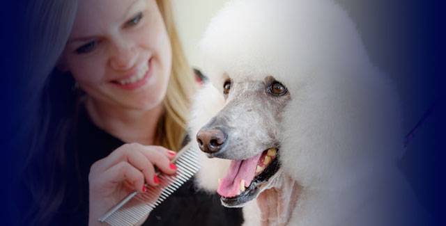 Professional Dog Groomer in a Pet Salon