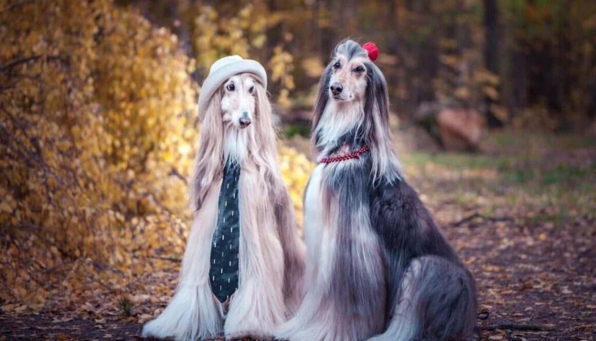 Long haired dog grooming