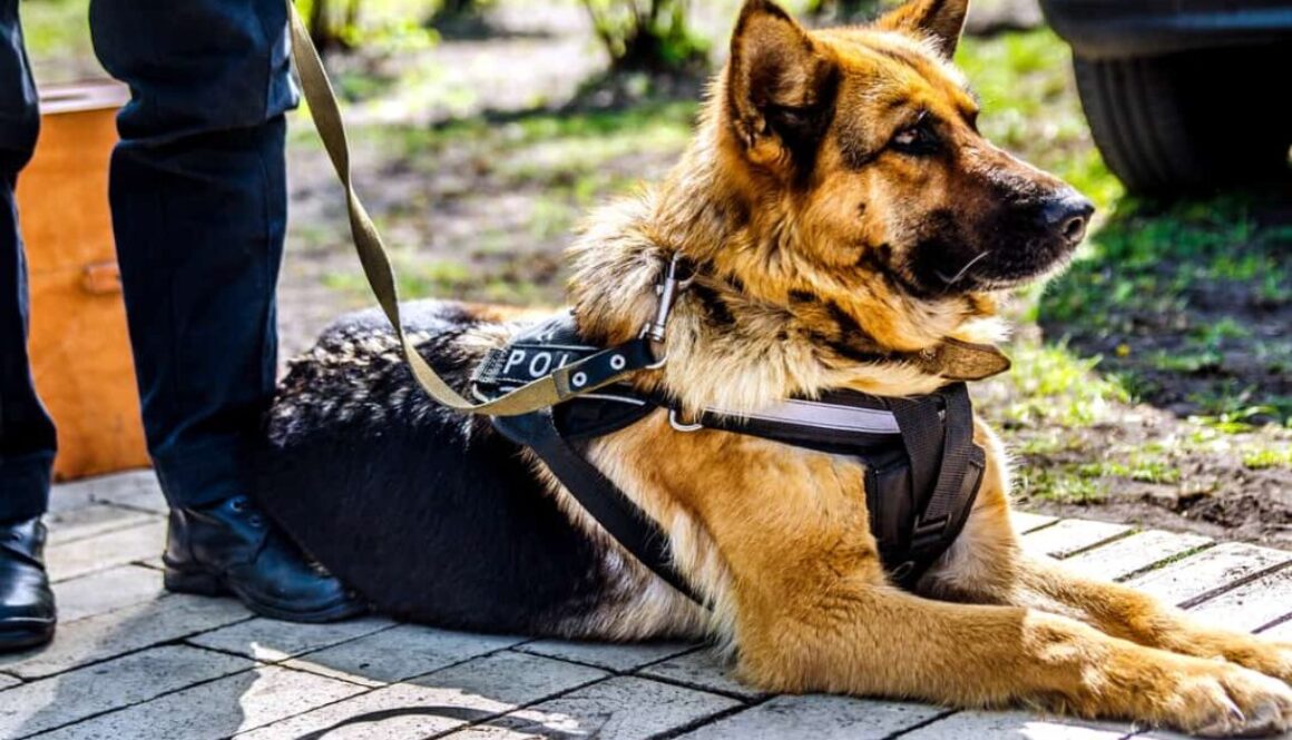 Police service dogs training