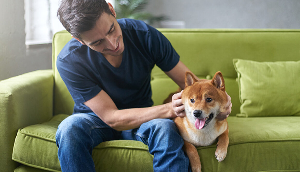 Young hansome male in blue t-shirt having fun with his lovely shiba inu dog, snuggling, stroking and petting, sitting on green couch at home. Close friendship between owner and pet. Best friend.